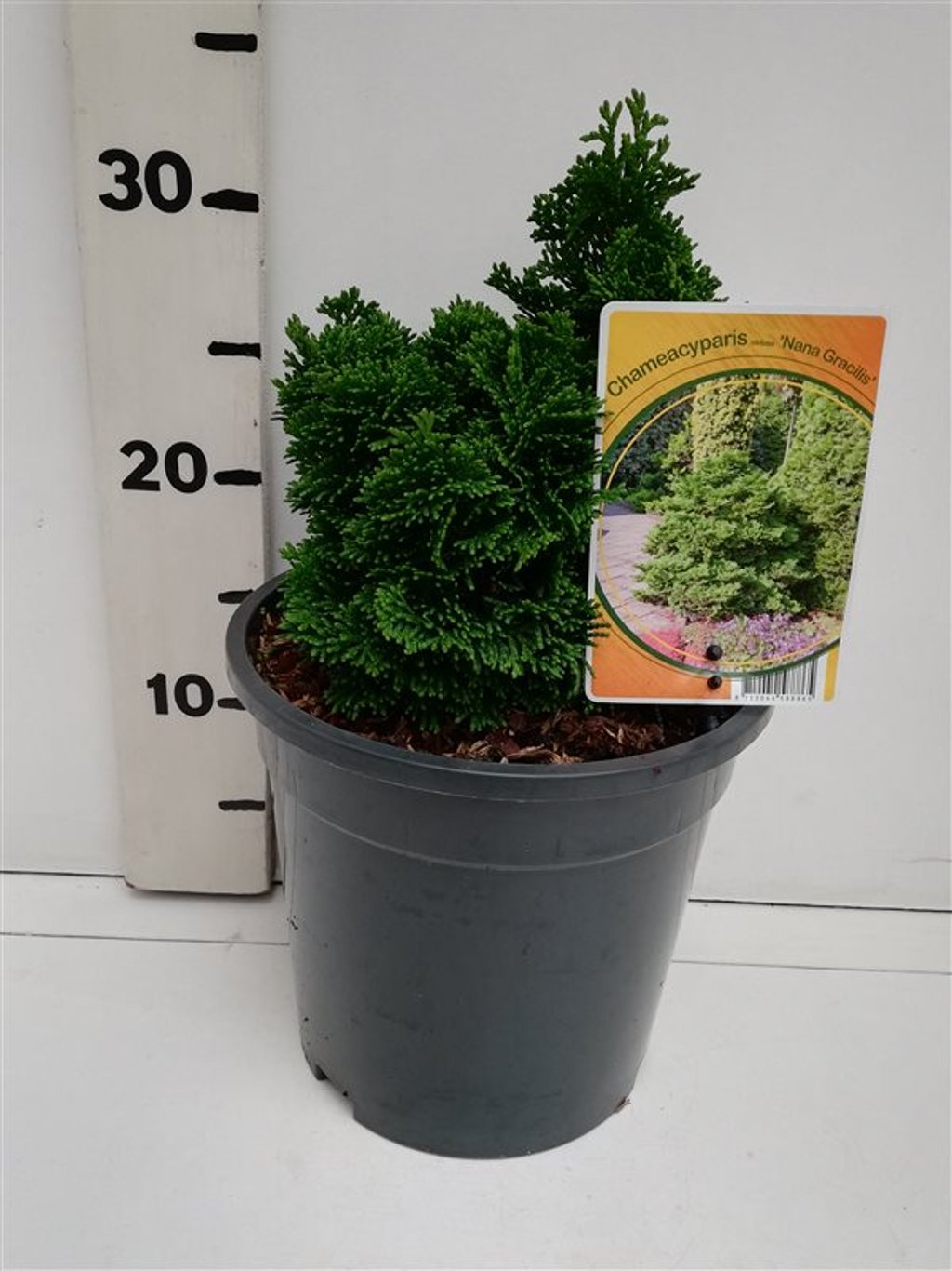 Chamaecyparis o. 'Nana Gracilis' - C3 15-20 CM